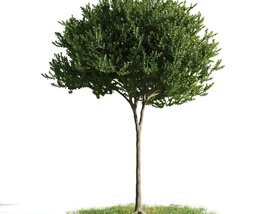 Lone Tree 02 3Dモデル