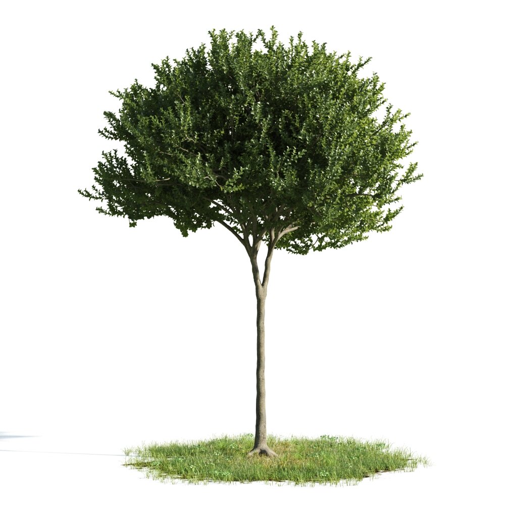 Lone Tree 02 3D 모델 