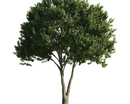 Verdant Solitary Tree 3D model