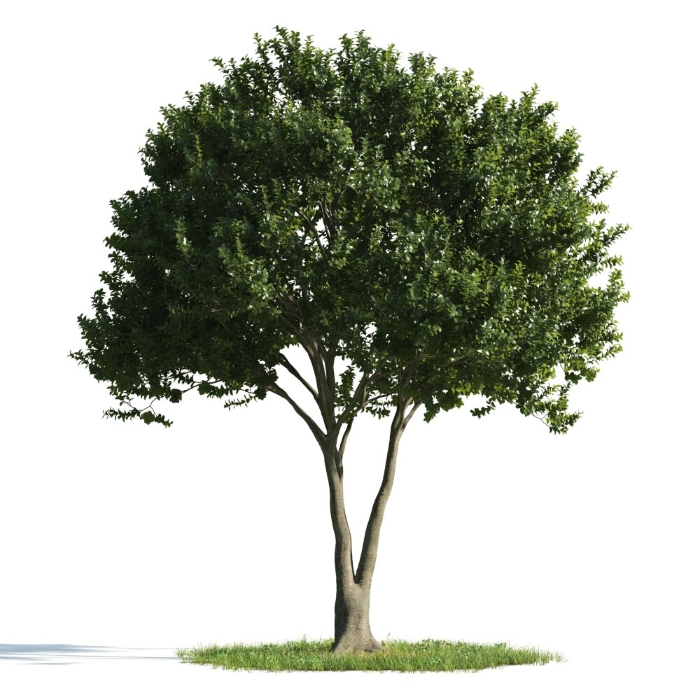 Verdant Solitary Tree 3D model
