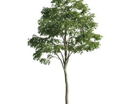 Solitary Tree 08 Modelo 3D