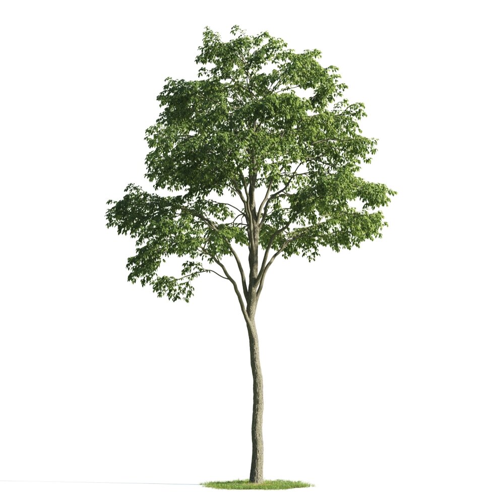 Solitary Tree 08 3D model
