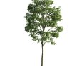Isolated Tree 3D 모델 