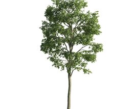 Isolated Tree 3D model