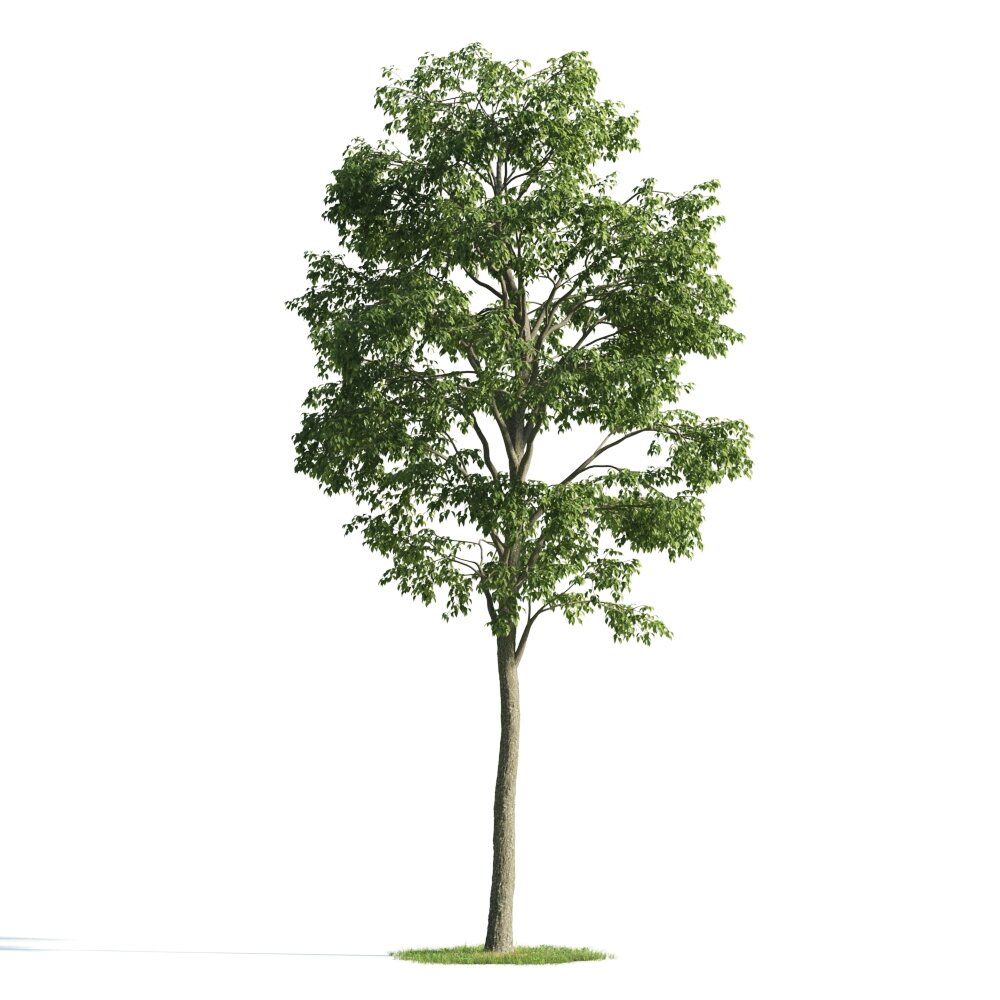 Isolated Tree 3D модель