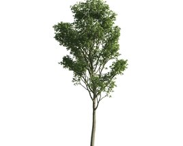 Solitary Tree 09 3D model