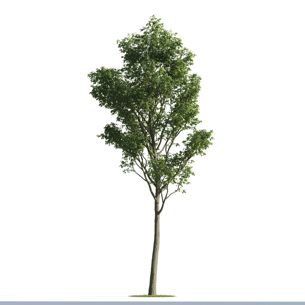 Solitary Tree 09 3D модель