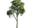 Solitary Tree 10 Modello 3D