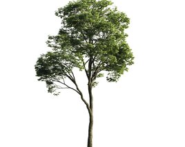 Solitary Tree 10 Modèle 3D