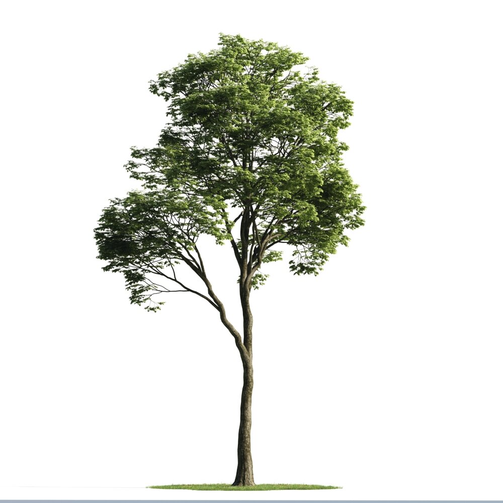 Solitary Tree 10 3D модель