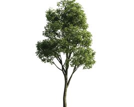 Solitary Tree 11 3D-Modell