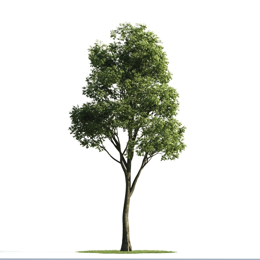 Solitary Tree 11 3d model
