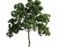 Verdant Tree 02 3D 모델 