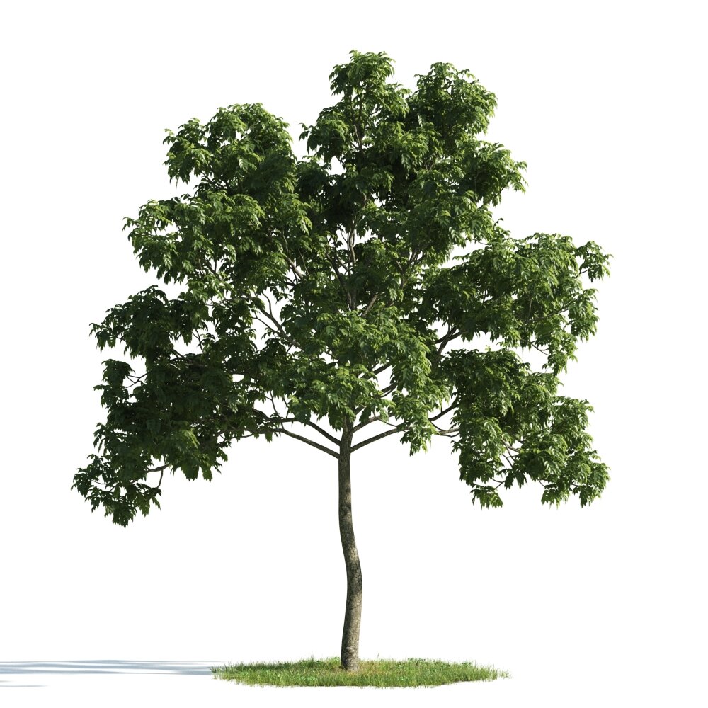 Verdant Tree 02 3D-Modell
