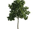 Green Leafy Tree Modelo 3d