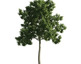 Green Leafy Tree Modelo 3D