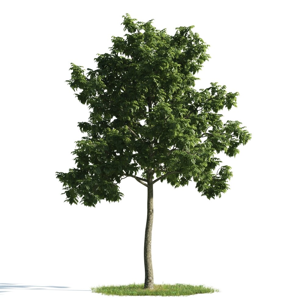 Green Leafy Tree Modello 3D
