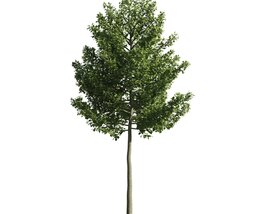 Solitary Tree 12 3D model