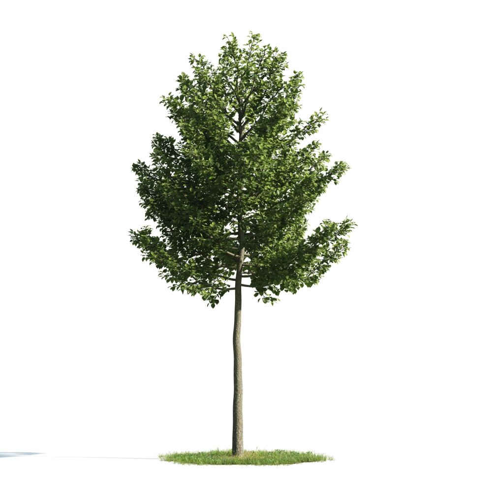 Solitary Tree 12 3D-Modell