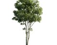 Solitary Tree 13 Modelo 3d