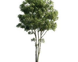 Solitary Tree 13 3Dモデル