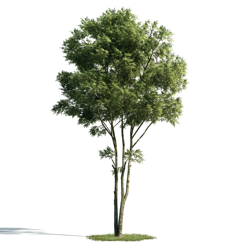 Solitary Tree 13 3D-Modell
