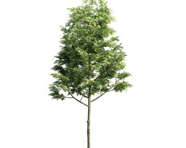 Verdant Young Tree 02 3D-Modell