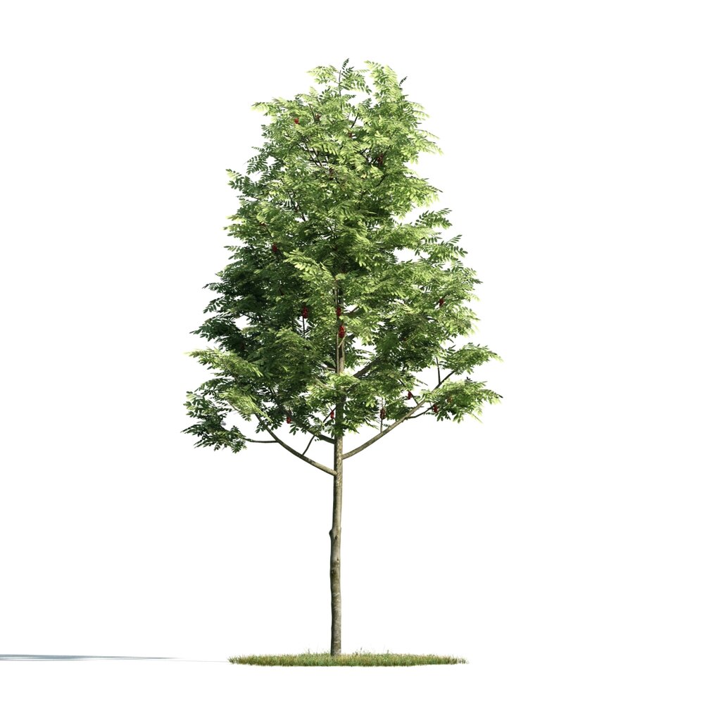 Verdant Young Tree 02 3D 모델 