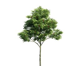 Solitary Tree 14 3D model