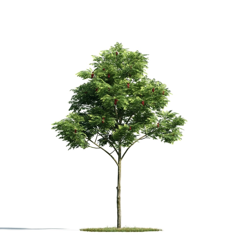 Solitary Tree 14 3D-Modell