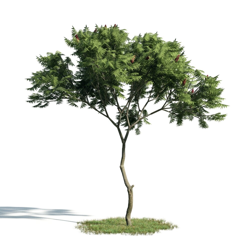 Solitary Tree 15 3D-Modell