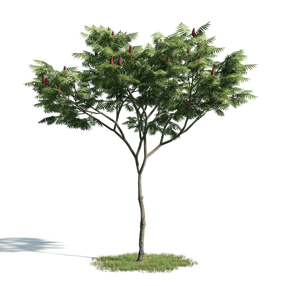 Verdant Tree 03 3D-Modell