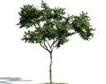 Lush Green Tree 3D 모델 