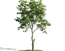Solitary Tree 16 3D-Modell