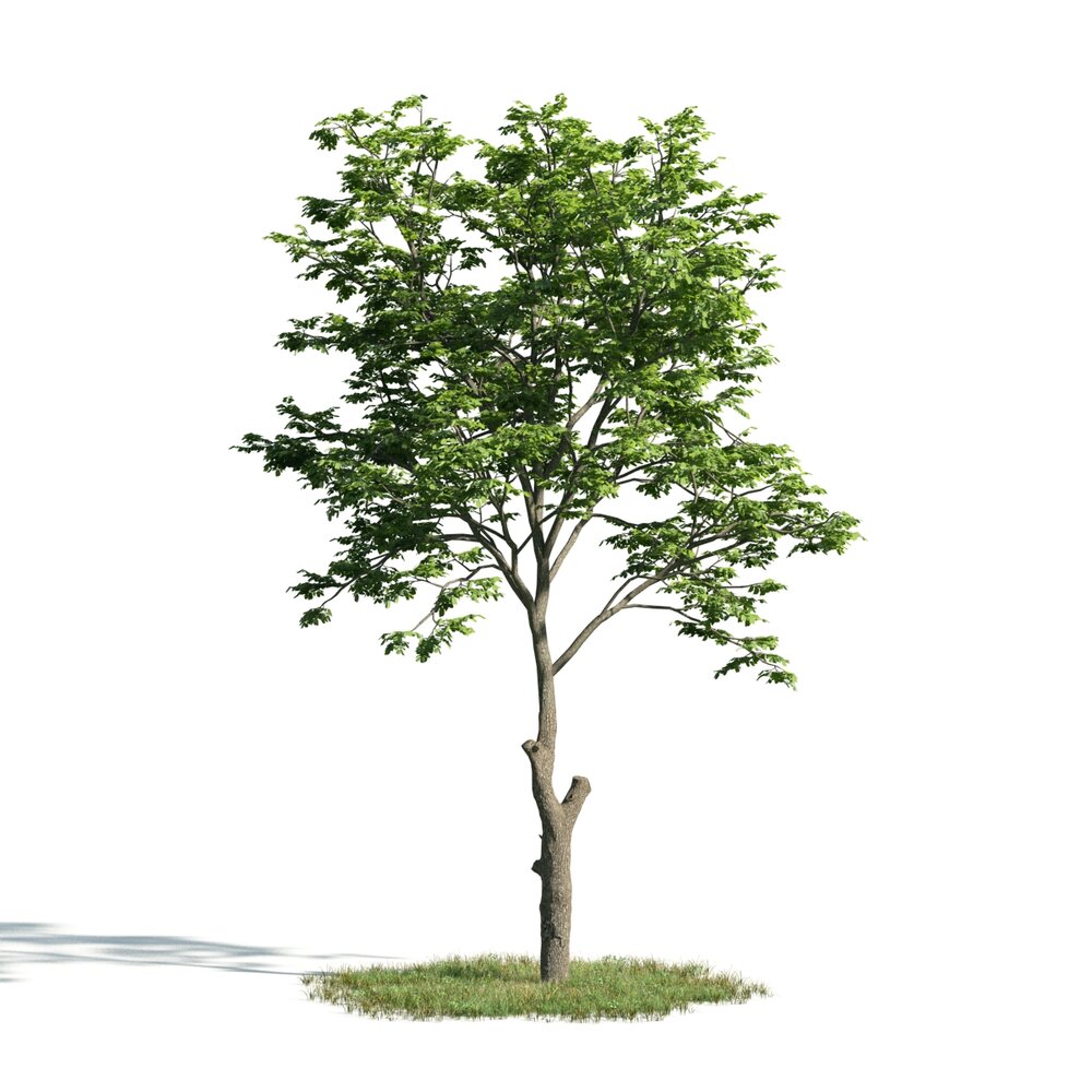 Solitary Tree 16 Modèle 3d