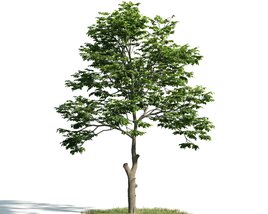 Solitary Tree 17 3D модель