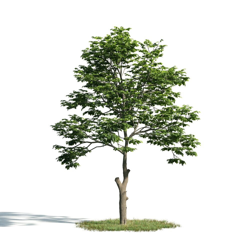 Solitary Tree 17 3D-Modell