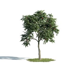 Lone Tree 03 3Dモデル
