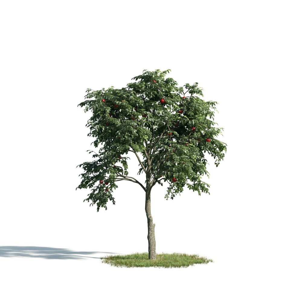 Lone Tree 03 3D-Modell