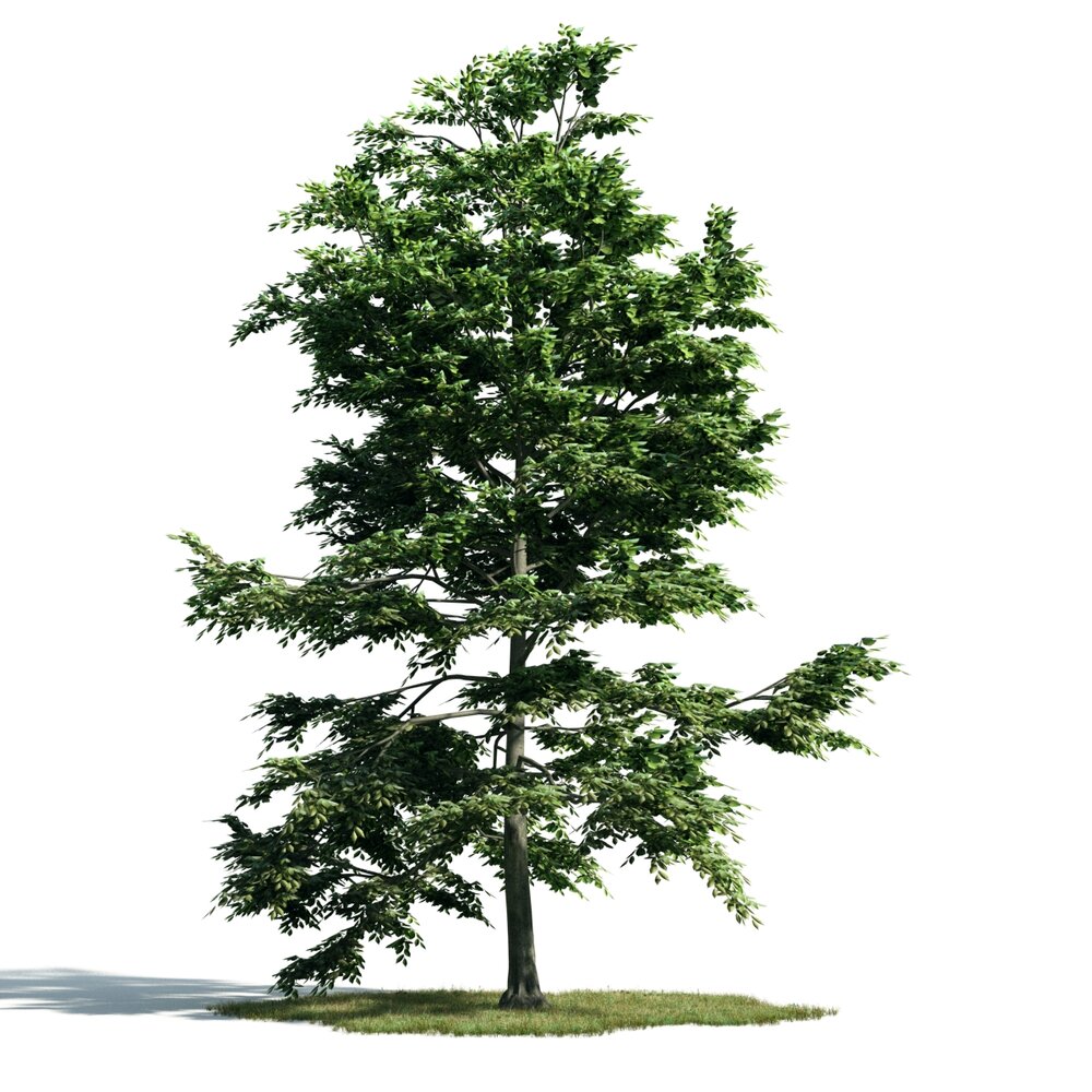 Verdant Green Tree 02 3D 모델 