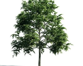 Solitary Green Tree Modelo 3d
