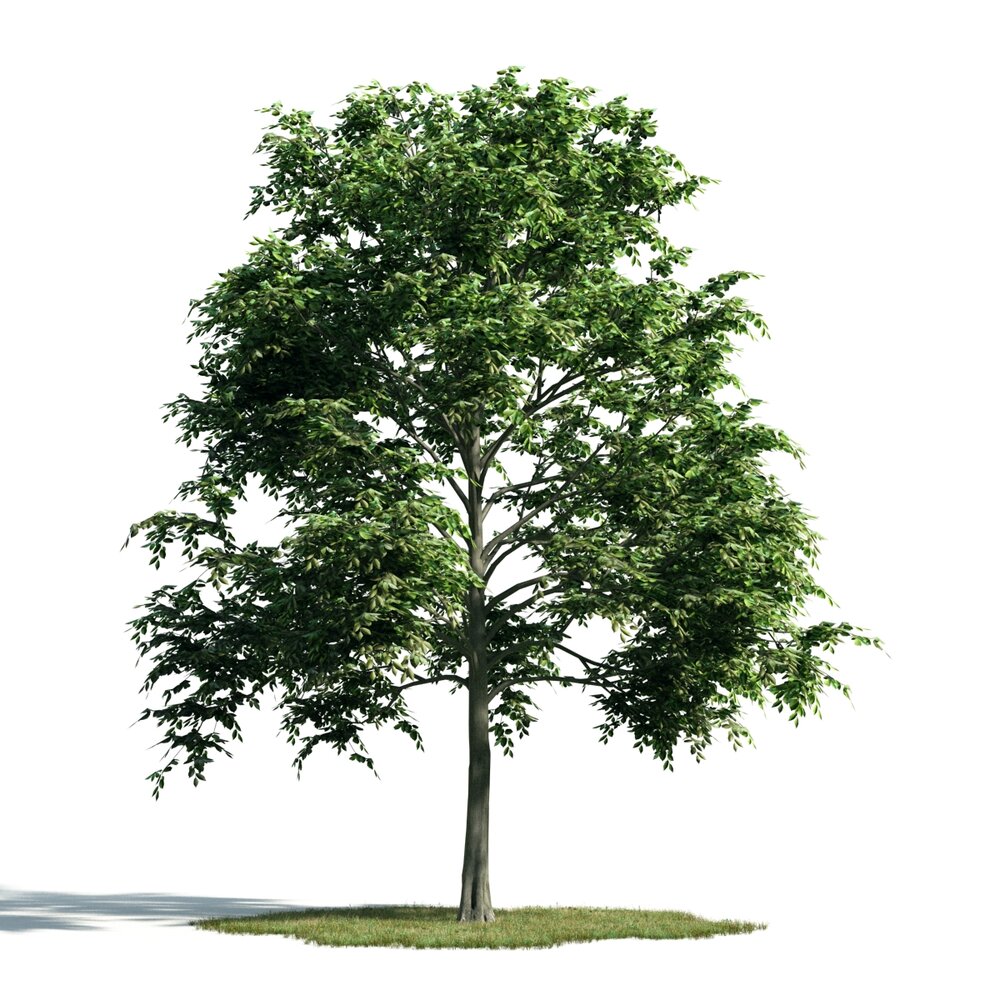 Solitary Green Tree Modèle 3d