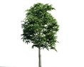 Solitary Green Tree 02 3D-Modell