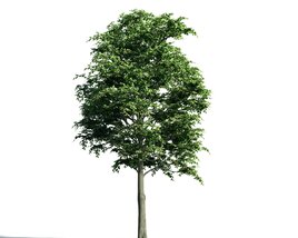 Solitary Green Tree 02 3D model