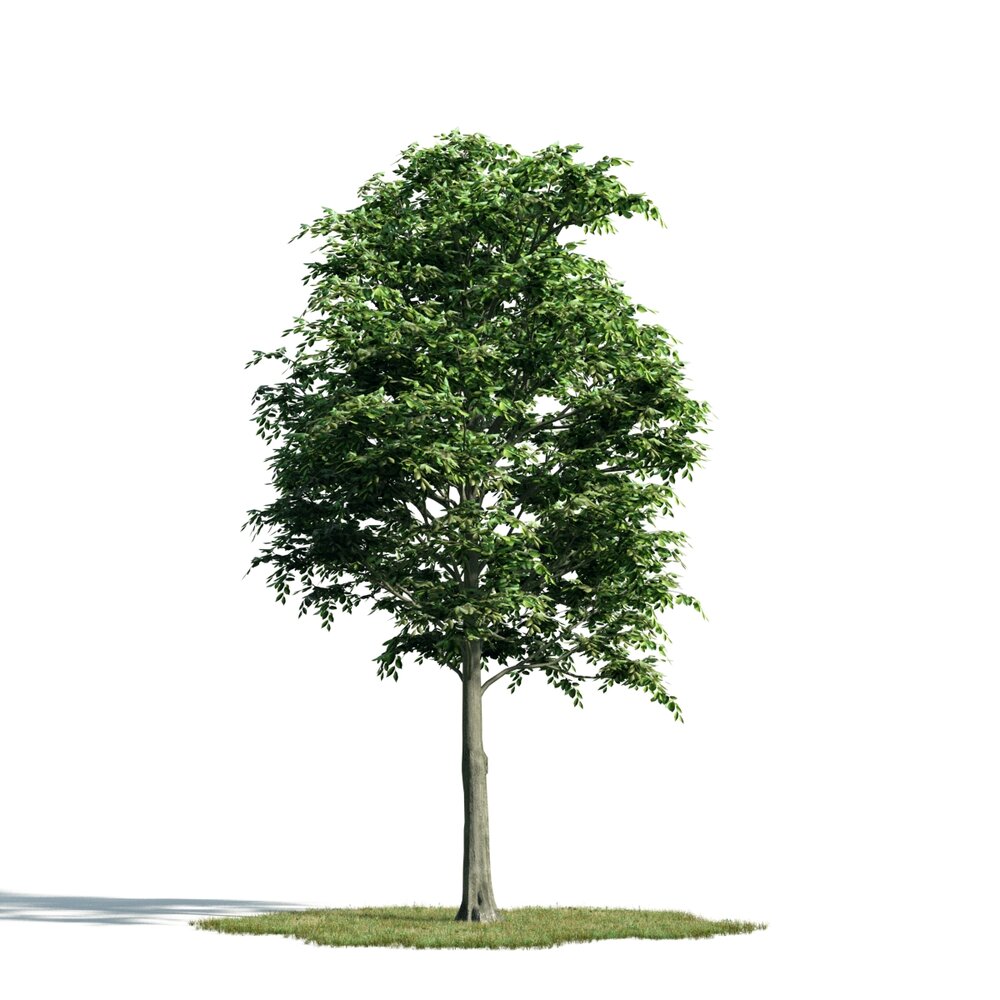 Solitary Green Tree 02 Modèle 3d