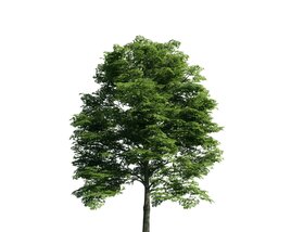 Verdant Tree 04 Modello 3D