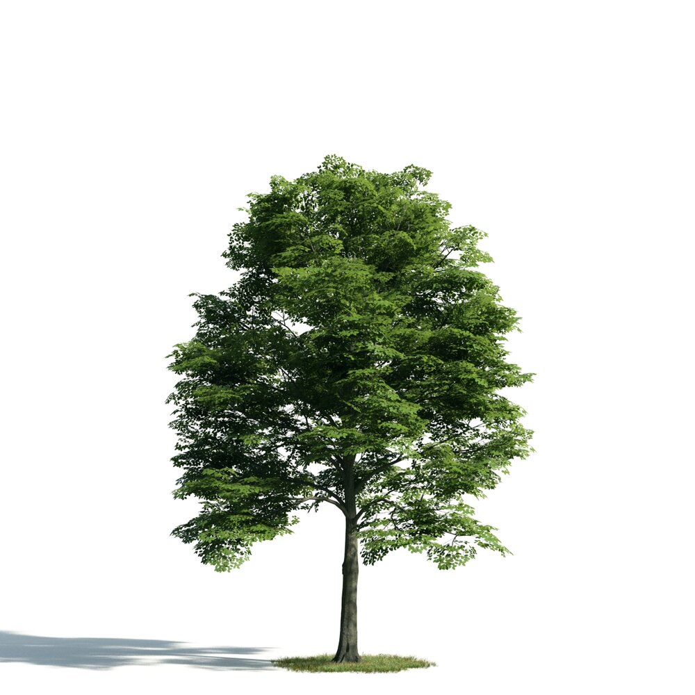 Verdant Tree 04 3d model