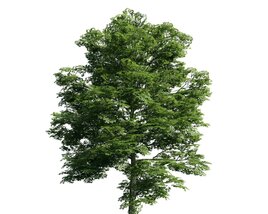Verdant Tree 05 3D 모델 