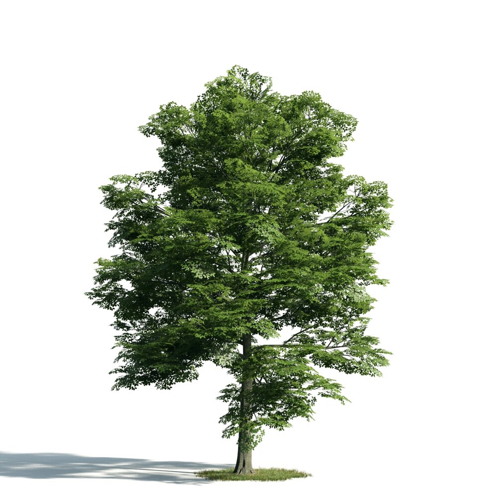 Verdant Tree 05 Modello 3D