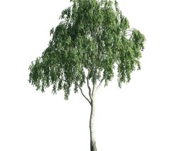 Solitary Willow Tree 02 3D model